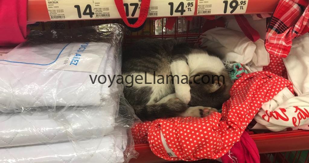 Stray cat in Turkey. Stray Pets.