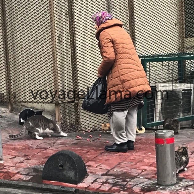 Old woman in Istanbul feeding stray animals / pets.