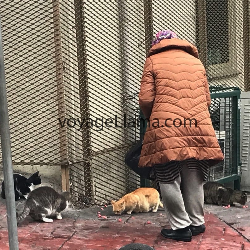 Old woman in Istanbul feeding stray animals / pets.