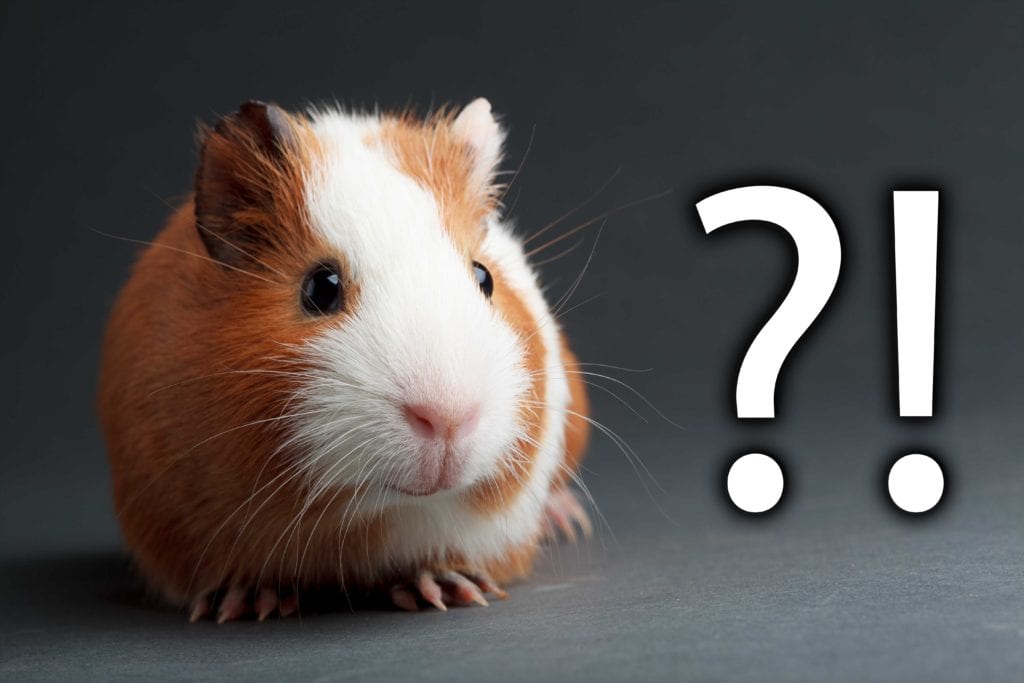 Cuy Guinea Pig